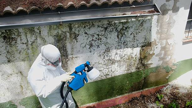 Trusted Basement Mold Remediation service in Ellsworth, MI - Cheap Mold Removal